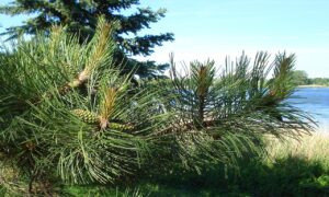 AGA治療に効果的な市販薬はどれですか？