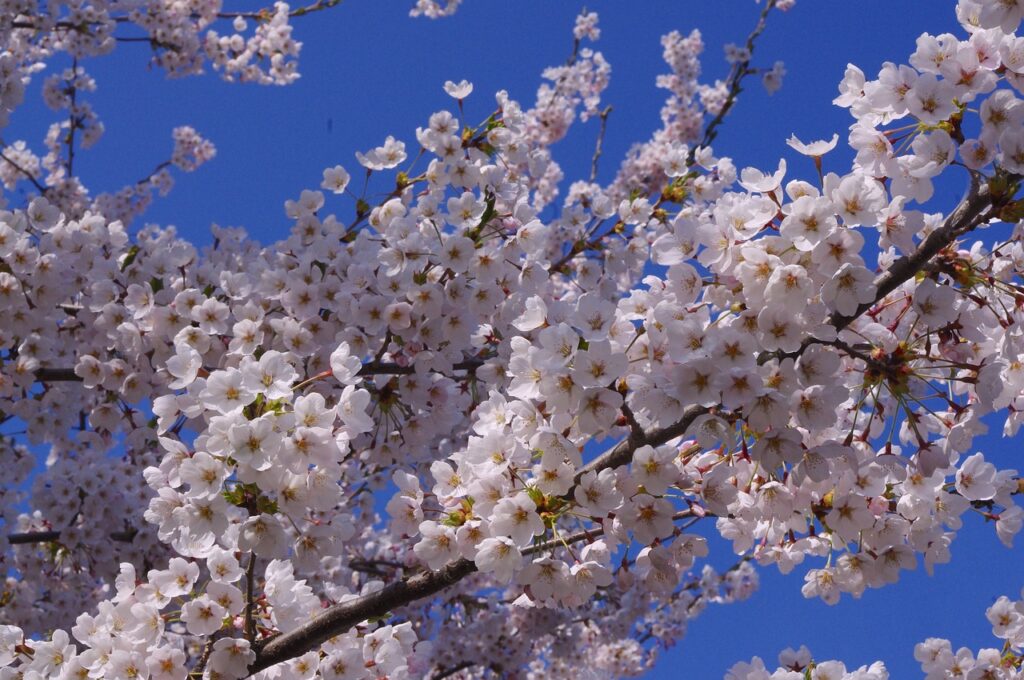 札幌のAGAクリニックランキングでおすすめの治療院は？
