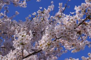 札幌のAGAクリニックランキングでおすすめの治療院は？