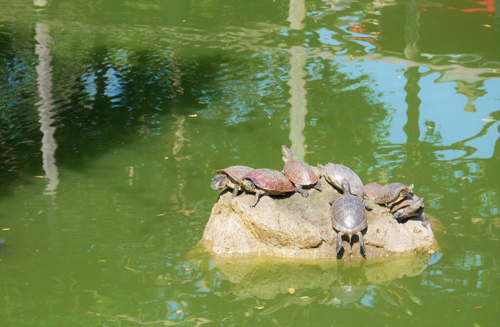 東京のAGAクリニックランキングでおすすめの病院は？