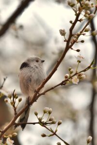 AGAクリニックの治療プランと料金表はどこで確認できる？