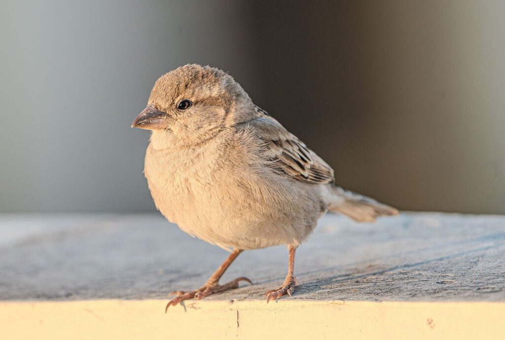 薄毛の進行を止めるためのAGA治療はどれが効果的？