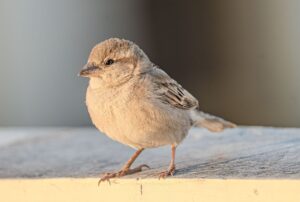 薄毛の進行を止めるためのAGA治療はどれが効果的？