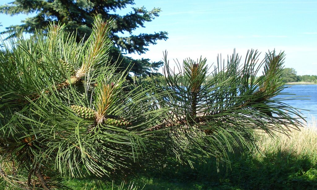 自毛植毛によるAGA治療の費用と期間はどれくらいかかる？