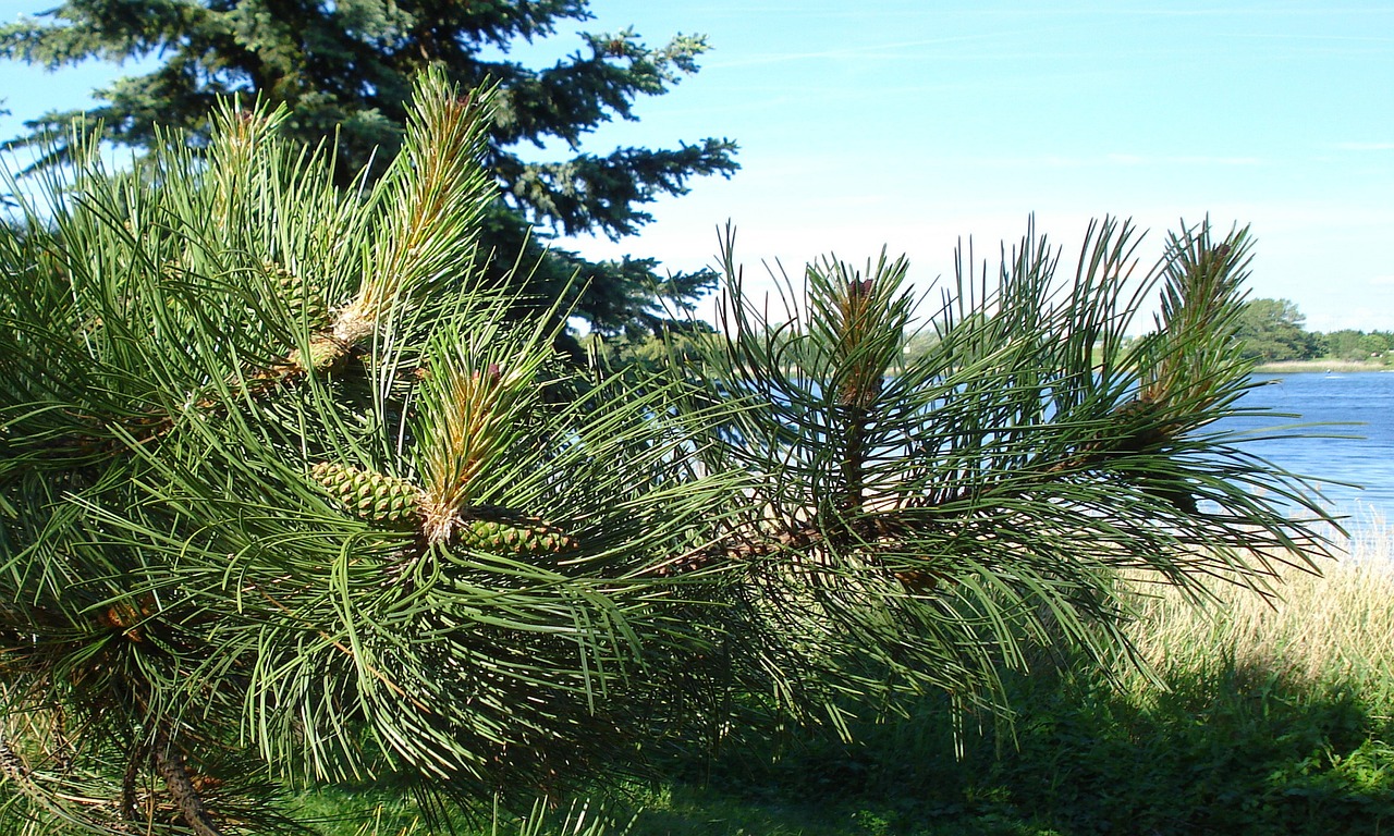 自毛植毛によるAGA治療の費用と期間はどれくらいかかる？