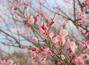 AGAクリニックの口コミはどう比較すればいい？